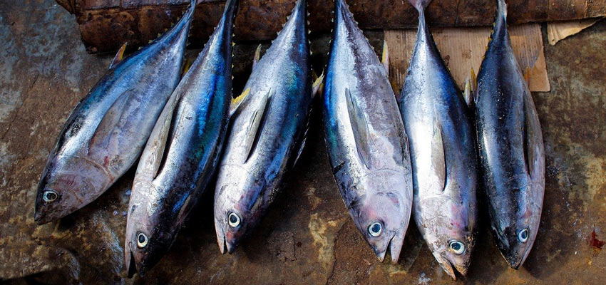 Pescado